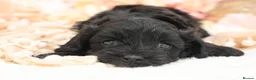 Cavapoo dogs for sale: Health Tested Cavapoos by Licensed Breeder - Advert 19