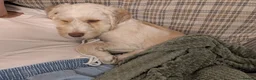Cockapoo dogs for sale: Jack  in Chorley - Advert 9