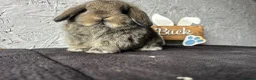 Mini Lop rabbits for sale: Pure mini lop  - Advert 3