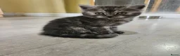 Scottish Fold cats for sale: Adorable Scottish Fold Straight Ear Tabby Kittens - Advert 25