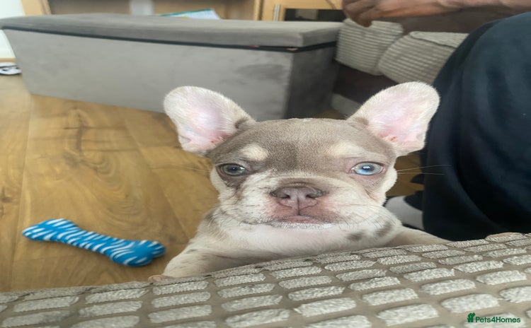 French Bulldog dogs - Advert 4