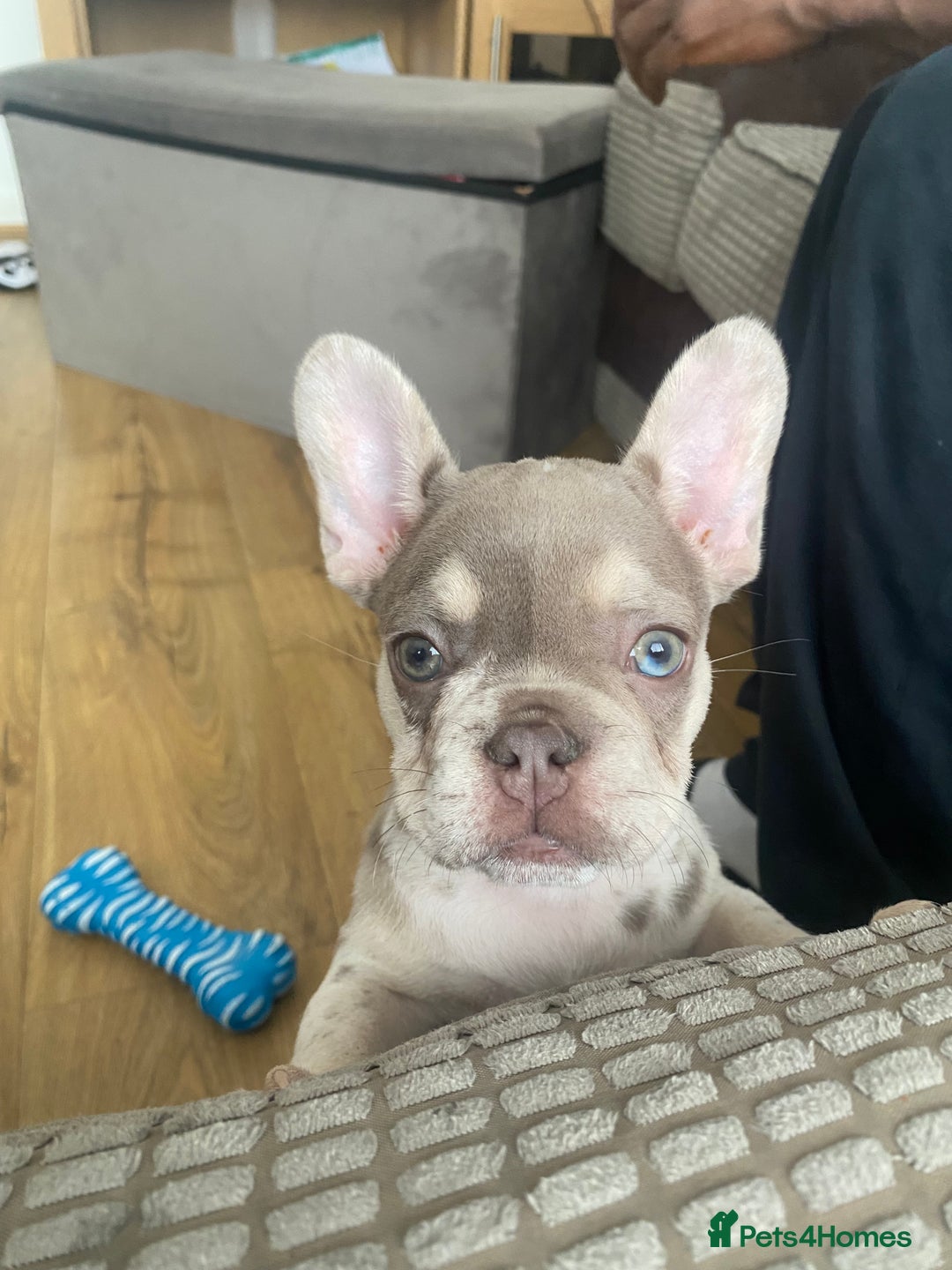 French Bulldog dogs for sale: Beautiful frenchies - Image 1