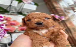 Maltipoo dogs for sale: Beautiful F1B Toy Size Maltipoo Puppies - Image 16
