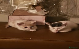 Mixed Breed cats for sale: 2 beautiful male kittens must go together  - Image 3