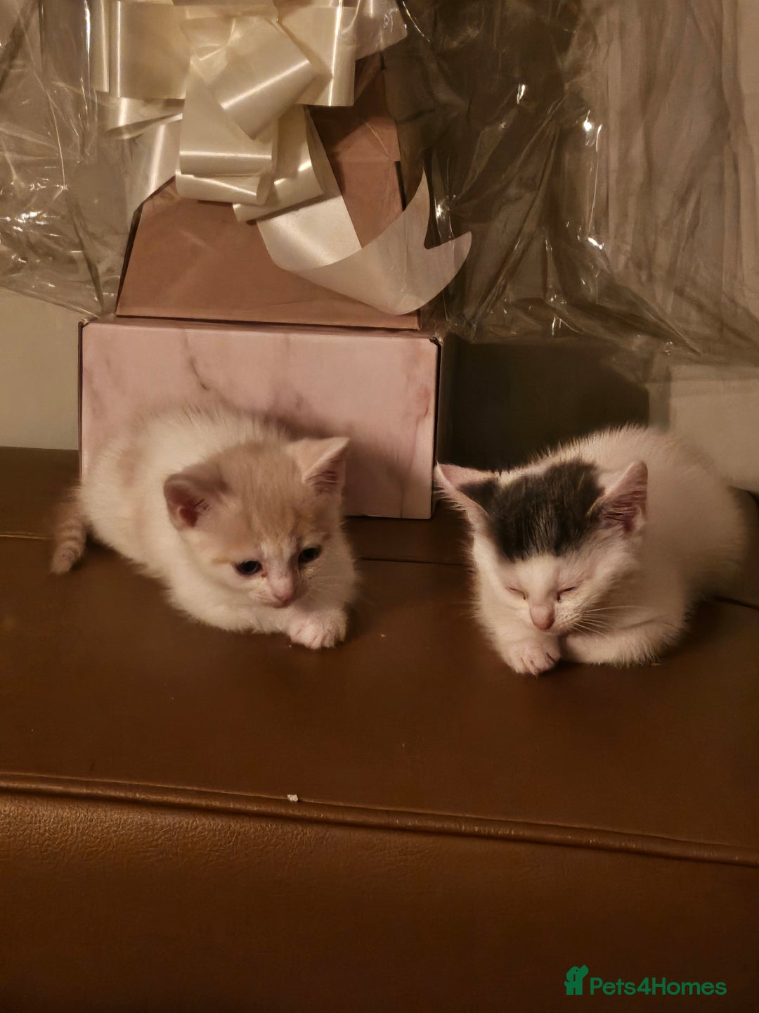 Mixed Breed cats for sale: 2 beautiful male kittens must go together  - Image 3