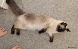 Ragdoll cats for sale: The queen  - Image 2