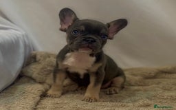 French Bulldog dogs for sale: 💕🐾 Stunning French bulldogs 🐾💕 - Advert 23
