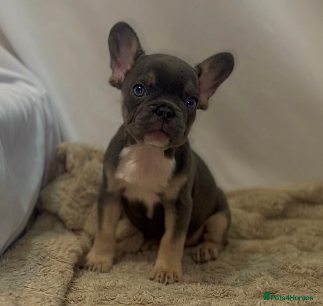 French Bulldog dogs for sale: 💕🐾 Stunning French bulldogs 🐾💕 - Advert 23