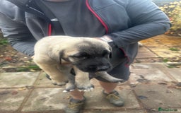 Turkish Kangal dogs for sale: TURKISH KANGAL PUPPIES  - Image 8