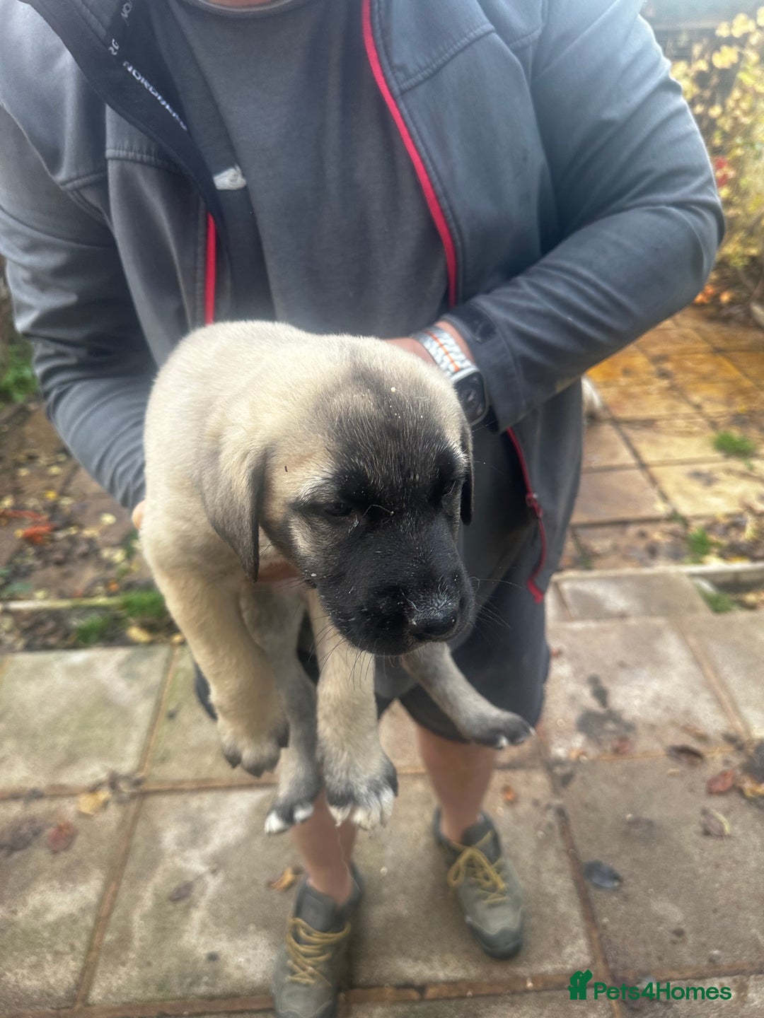 Turkish Kangal dogs for sale: TURKISH KANGAL PUPPIES  - Image 8