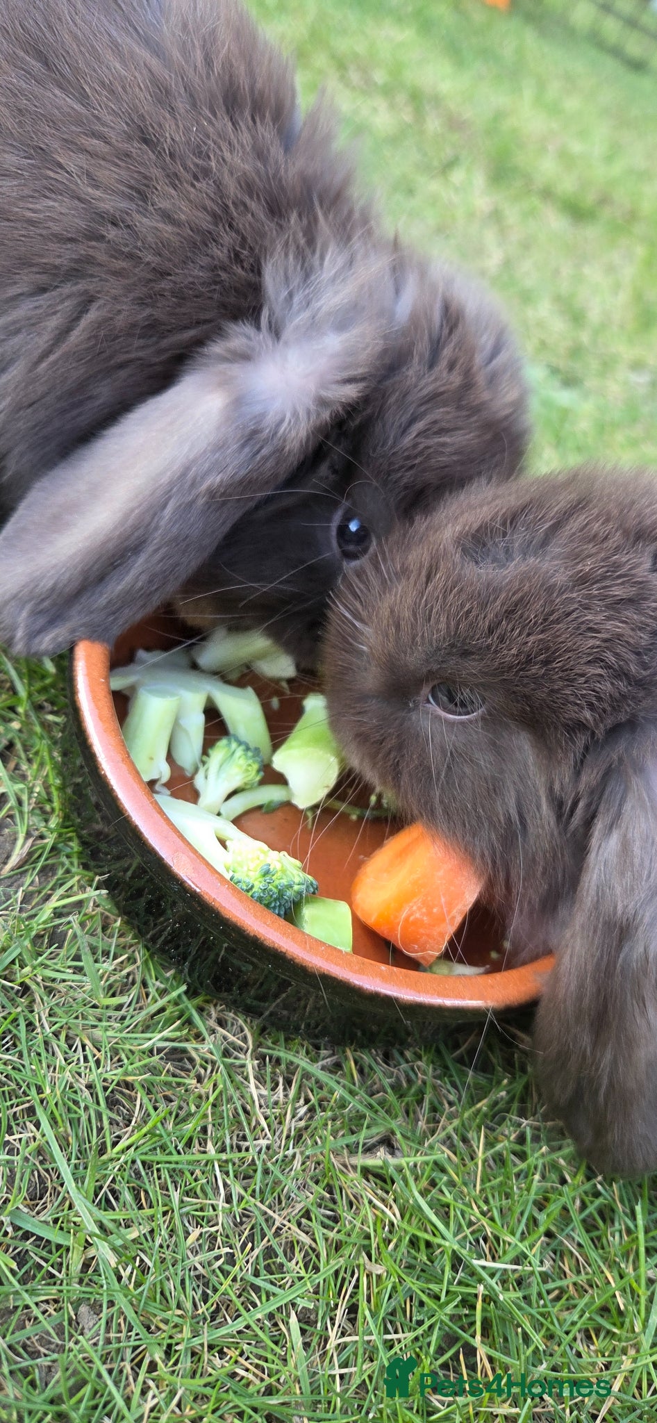 Mini Lop rabbits X 2 mini lops  - Advert 18