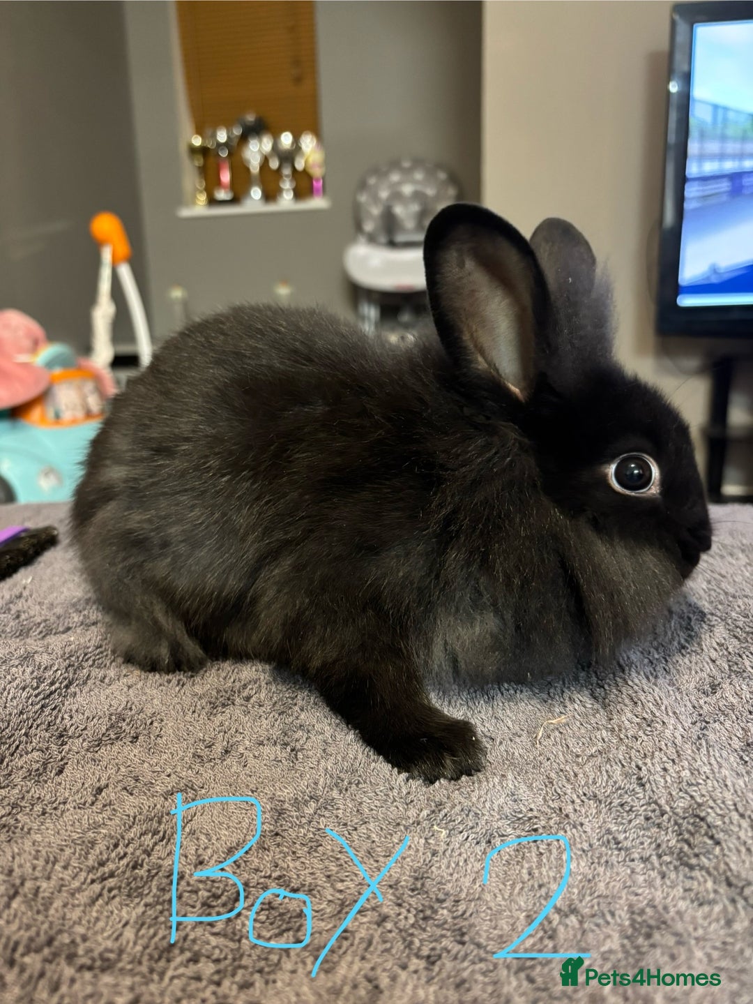 Lionhead rabbits for sale: Beautiful lionhead bunnies  - Advert 8