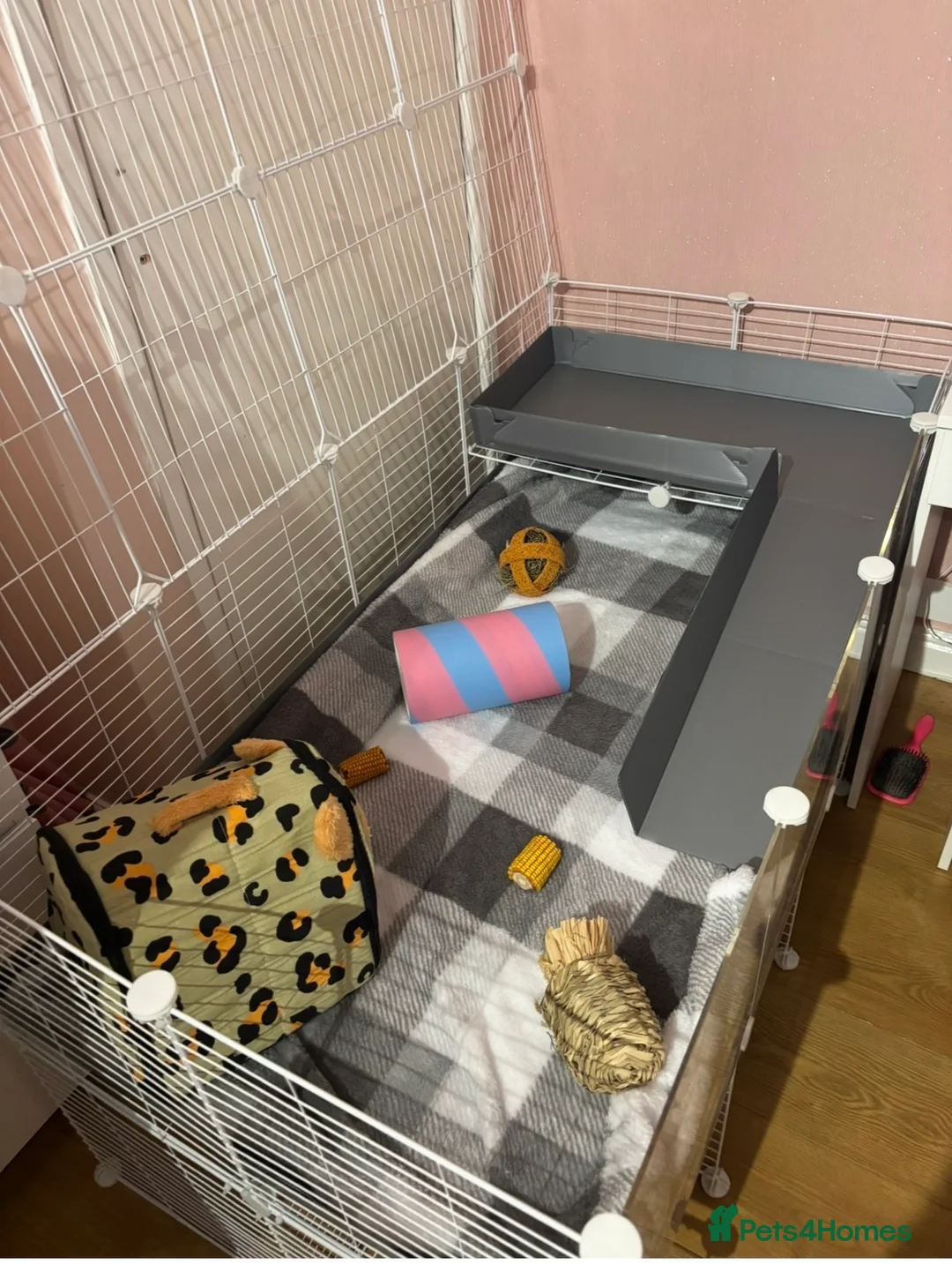 Guinea Pig rodents for sale: Two Male Guinea Pigs - Advert 3