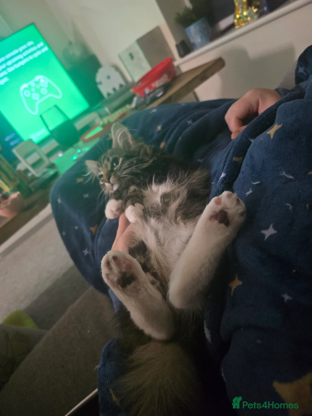 Mixed Breed cats for sale: 2 adorable kittens for sale £50 ONO - Advert 21