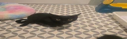 Mixed Breed cats for sale: 4 gorgeous Kittens ( Prices Vary ) - Advert 2