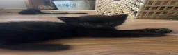 Mixed Breed cats for sale: Kittens for sale  - Advert 9