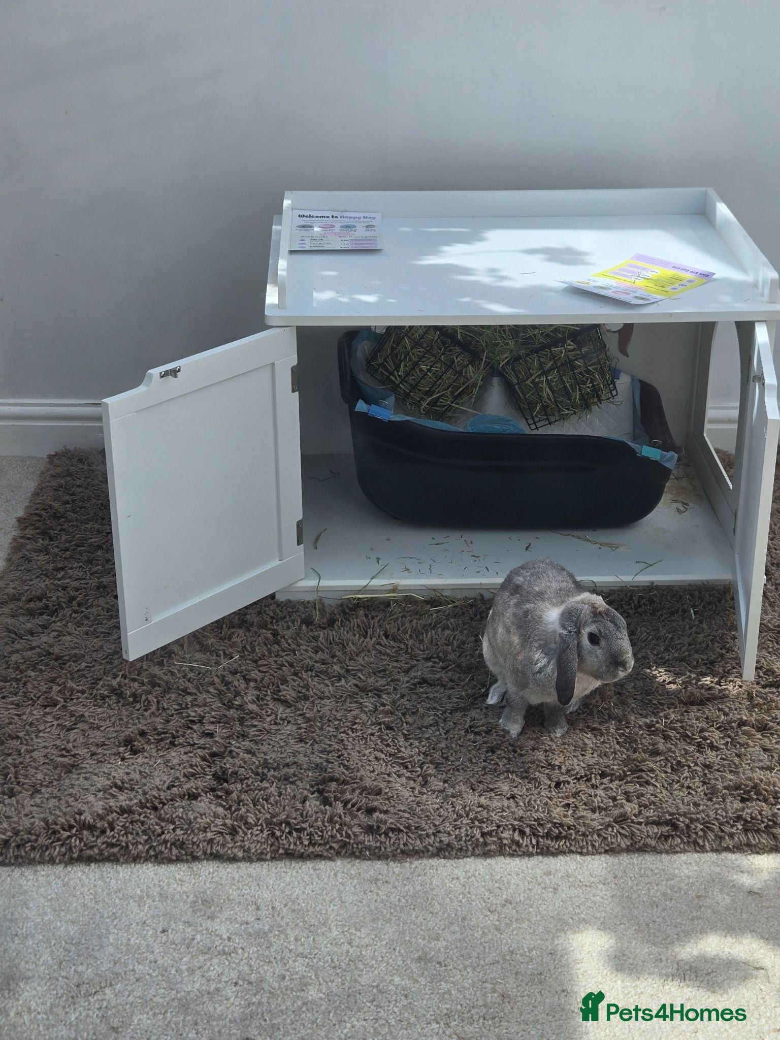 Mixed Breed rabbits 1 male mixed and 1 female dwarf, indoor rabbits - Advert 2