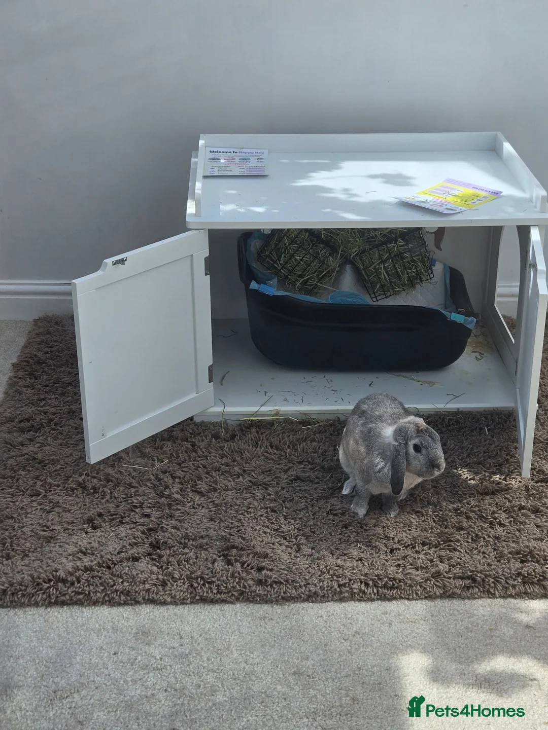 Mixed Breed rabbits for sale: 1 male mixed and 1 female dwarf, indoor rabbits - Advert 2