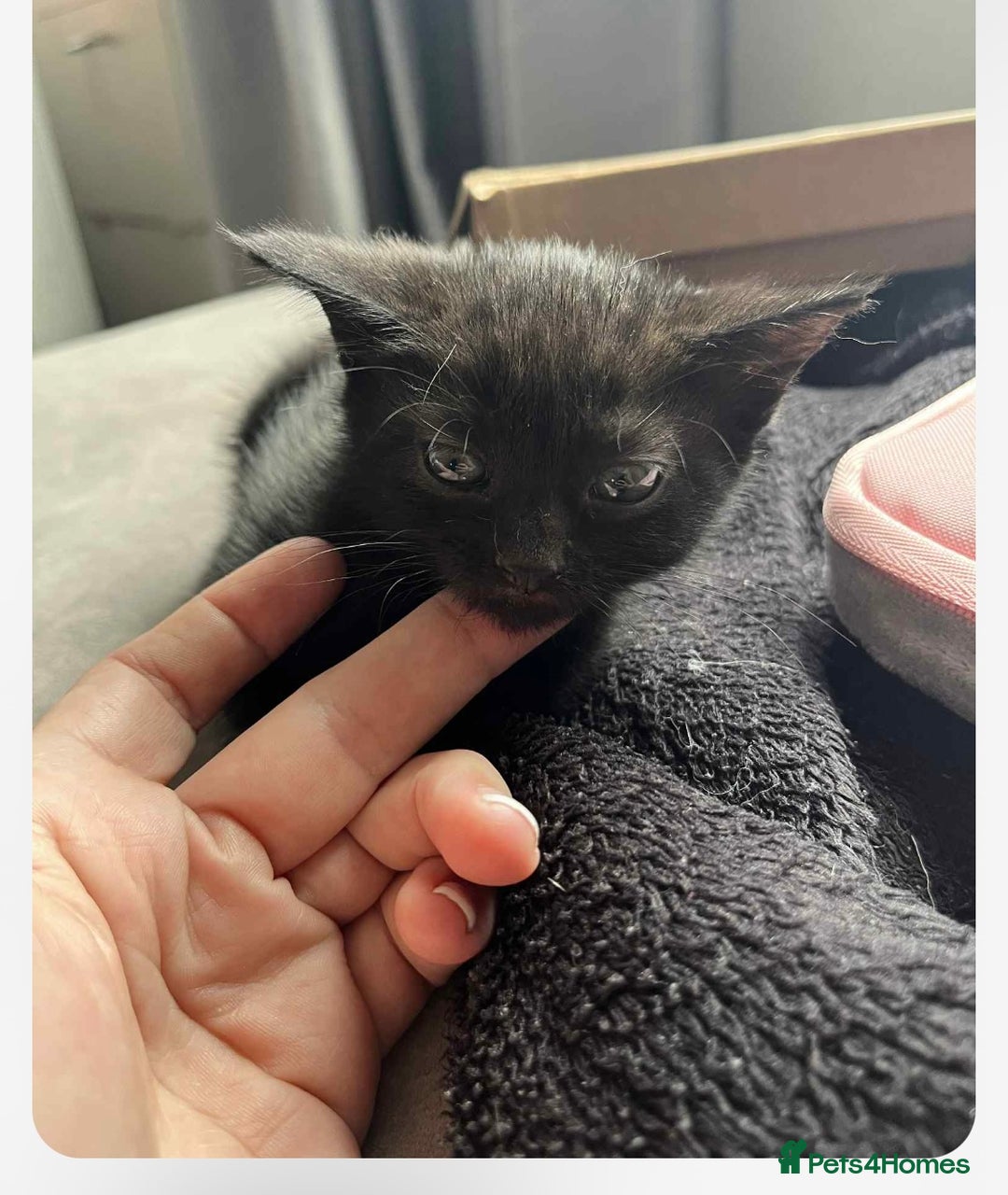 Mixed Breed cats for sale: Beautiful kittens, little panthers  - Image 3