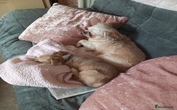 Mixed Breed dogs for sale: Puppy - Image 1