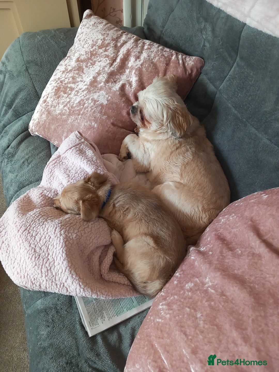 Mixed Breed dogs for sale: Puppy - Image 1