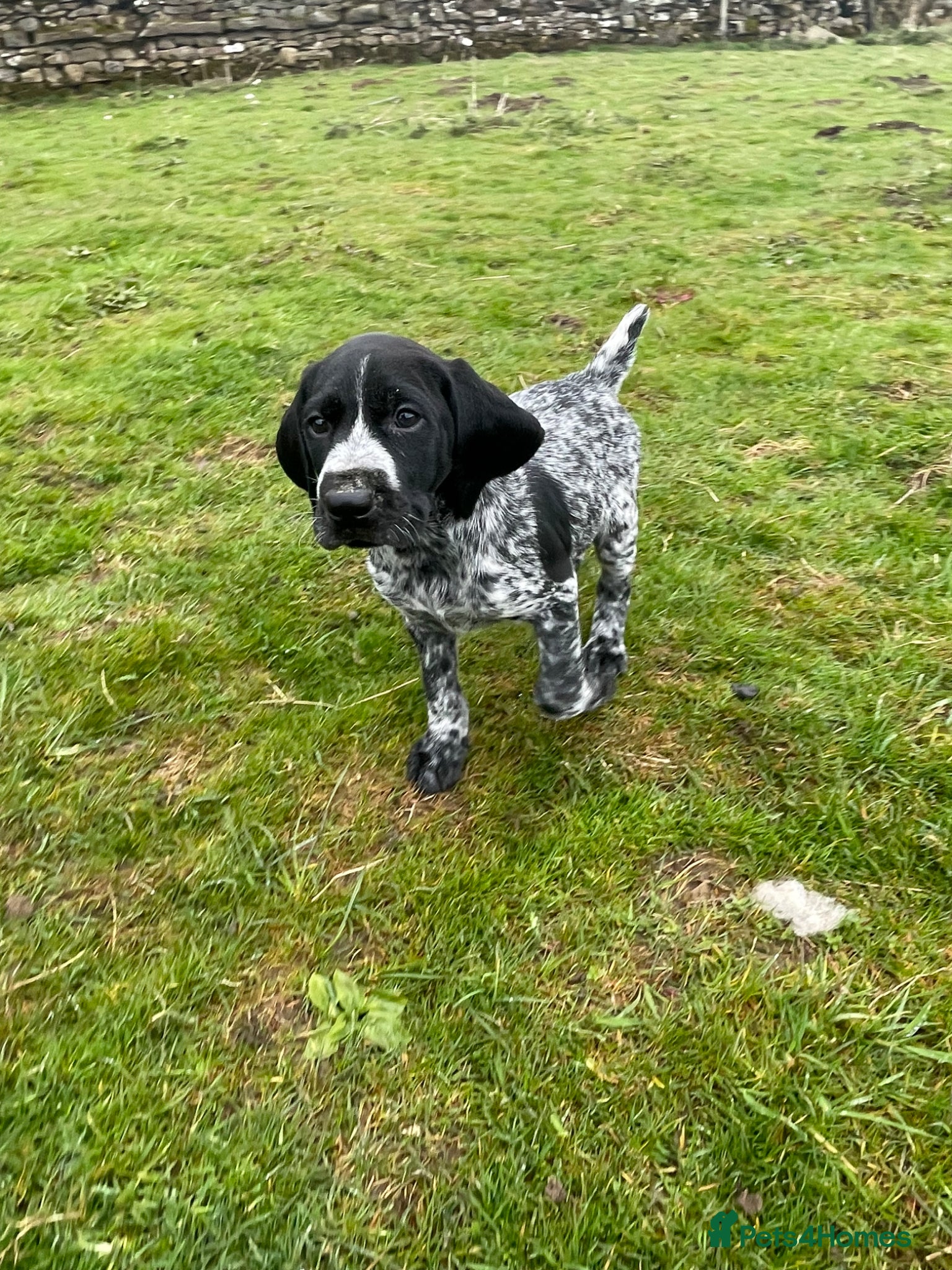German Wirehaired Pointer dogs Kc registered GWP pups - Advert 5
