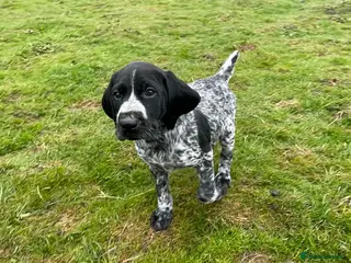 German Wirehaired Pointer dogs Kc registered GWP pups - Advert 5