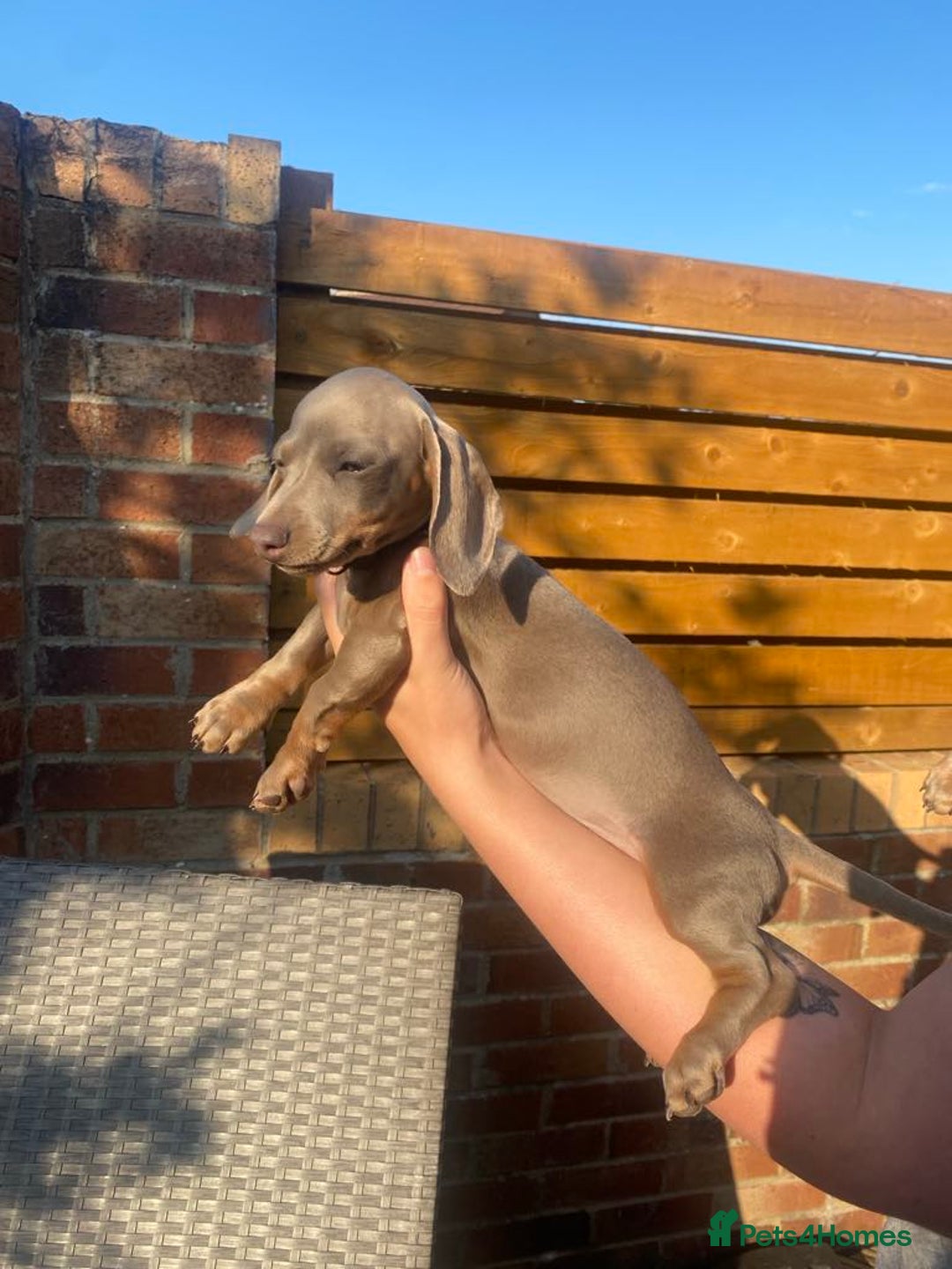 Dachshund dogs for sale: Beautiful Dachshund Puppies REDUCED  - Image 9