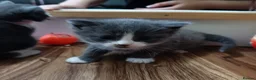 Mixed Breed cats for sale: 3 girl kittens 4 weeks old - Advert 2