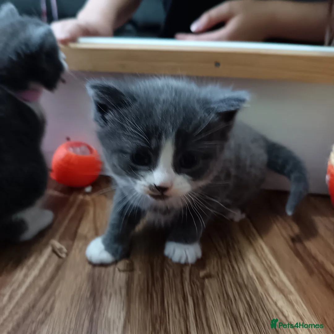 Mixed Breed cats for sale: 3 girl kittens 4 weeks old - Advert 2