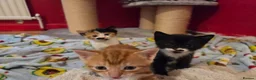 Mixed Breed cats for sale: Litter of 5 kittens  - Advert 13