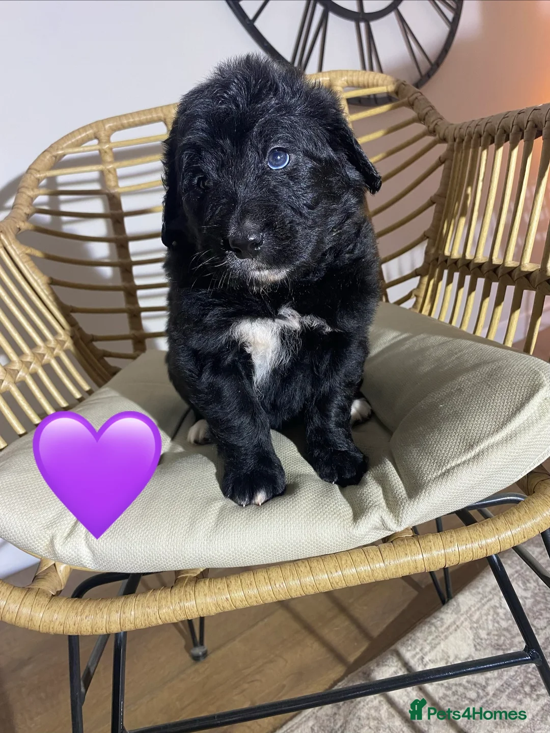 Mixed Breed dogs for sale: Golden Bernese Puppies 🖤🤍🤎 - Advert 13