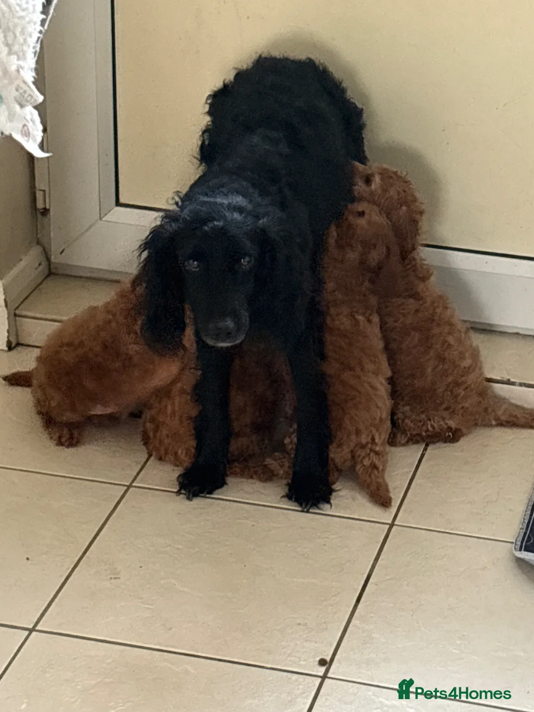 Cockapoo dogs for sale: Cockapoo pup  - Advert 2