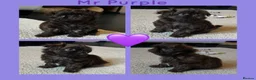 Shih Tzu dogs for sale: KC true chocolate imperial Shihtzu puppies  - Advert 29