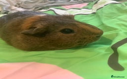 Guinea Pig rodents for sale: One female Guinea pig for sale - Image 2