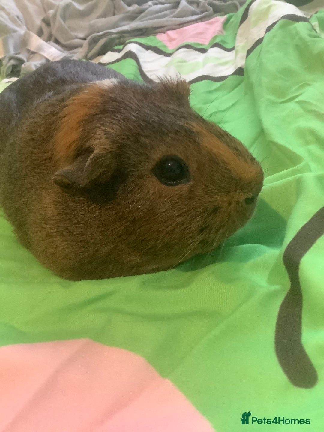 Guinea Pig rodents for sale: One female Guinea pig for sale - Image 2