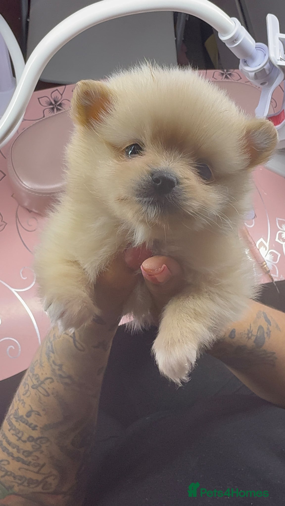 Pomeranian dogs 3 Beautiful Pomeranian Puppies – All Girls 🐾 - Advert 1