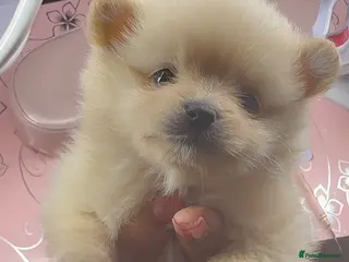 Pomeranian dogs 3 Beautiful Pomeranian Puppies – All Girls 🐾 - Advert 1