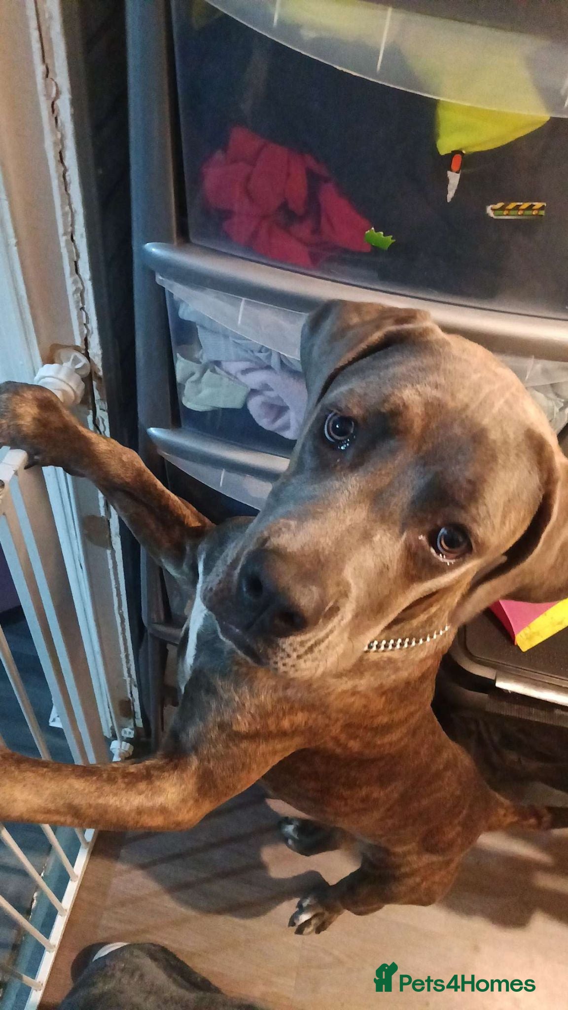 Cane Corso dogs ATHENA - Advert 2