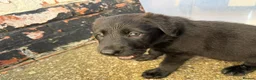 Sheprador dogs for sale: German Shepherd x Labrador pups - Advert 17