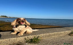 Cocker Spaniel dogs for stud: Cody  - Image 7