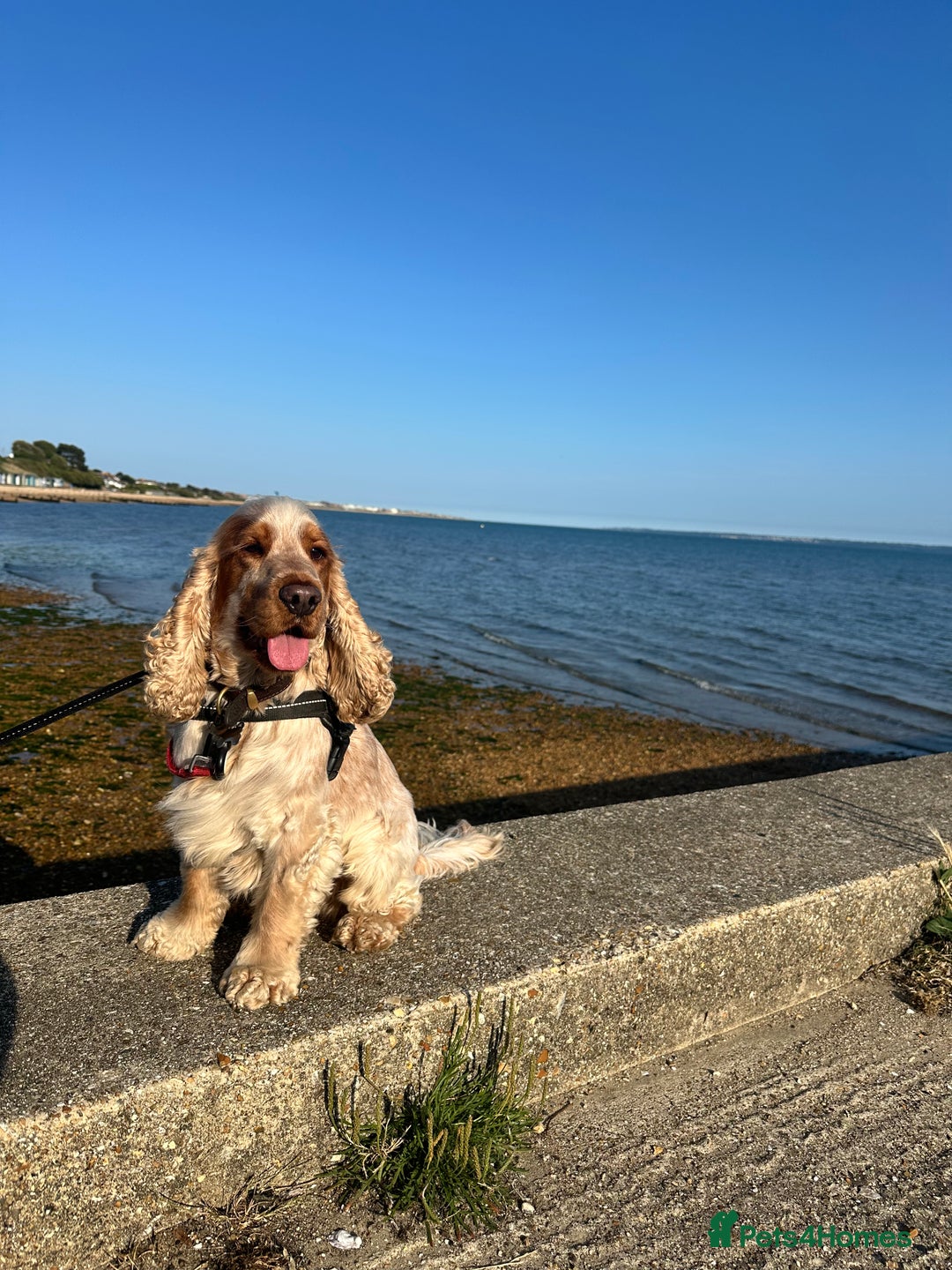 Cocker Spaniel dogs for stud: Cody  - Image 7