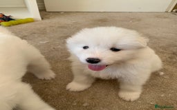 Samoyed dogs for sale: Samoyed puppies  - Image 6