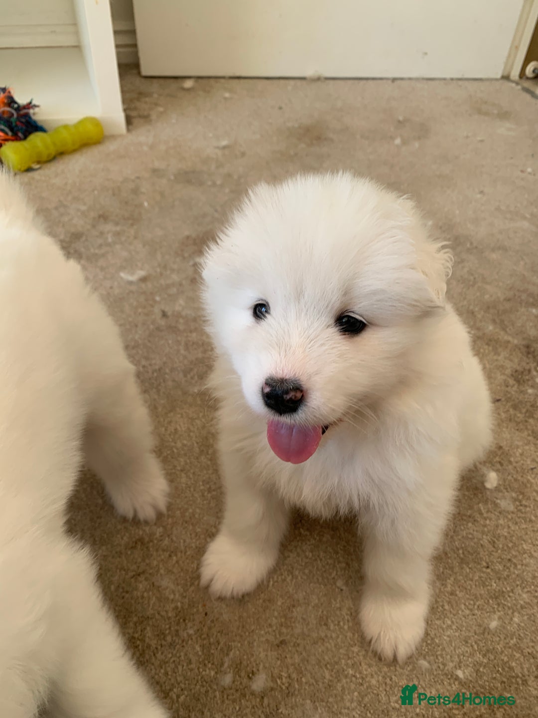 Samoyed dogs for sale: Samoyed puppies  - Image 6