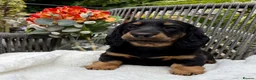Dachshund dogs for sale: kC Reg, Standard Long Haired Dachshunds  - Advert 11