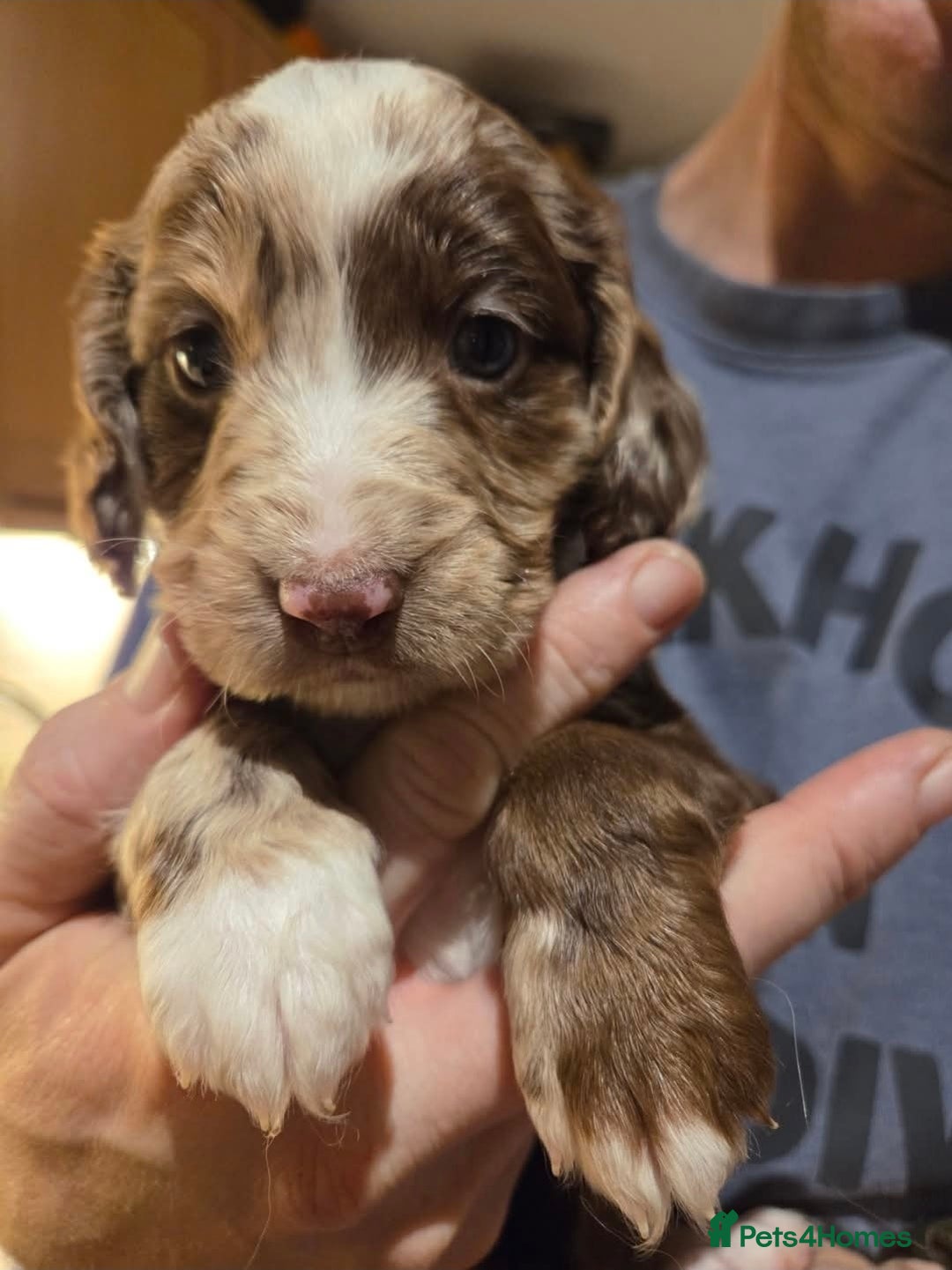 Cockapoo dogs for sale: Beautiful F1b cockapoo puppies  - Advert 2
