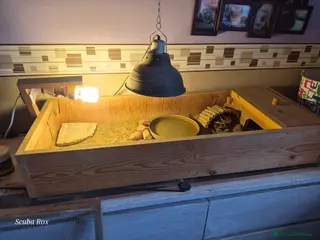 Tortoise reptiles Horseshoe Tortoise and enclosure - Advert 2