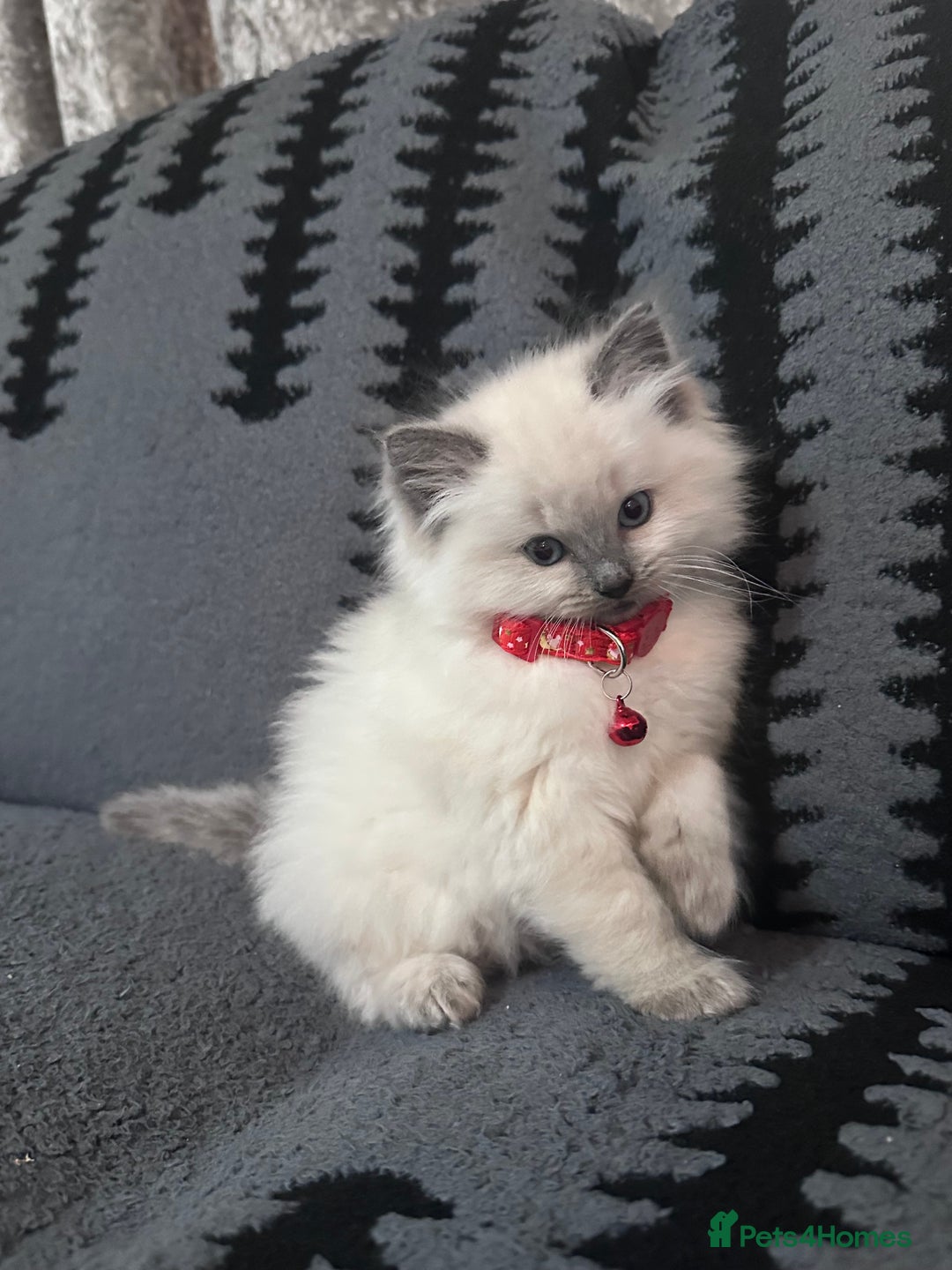 Ragdoll cats for sale: Adorable 4ragdoll Kitten Looking for a Loving Home - Advert 8