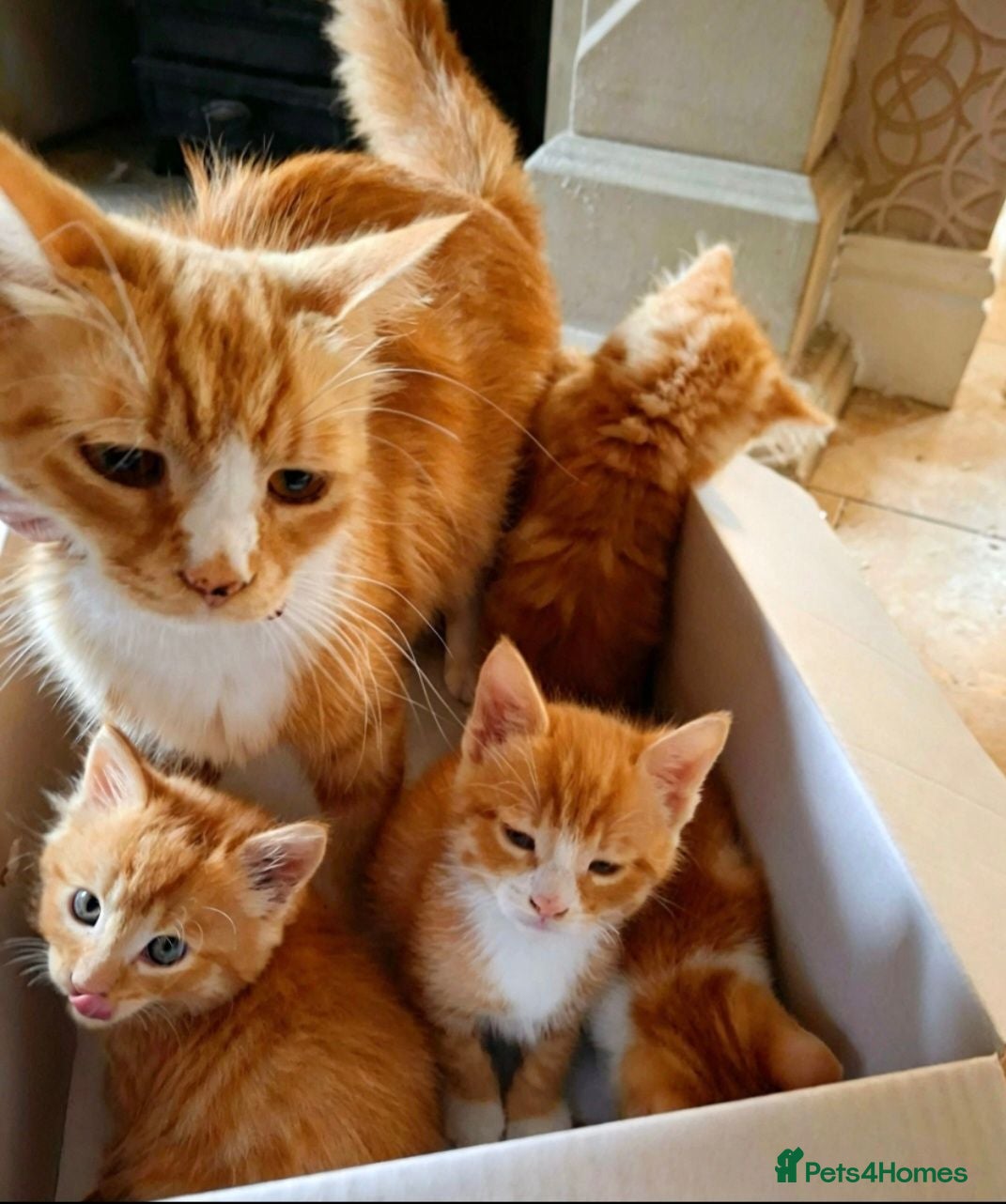 Mixed Breed cats Beautiful Litter: 4 Maine Coon X Ginger Toms - Advert 2
