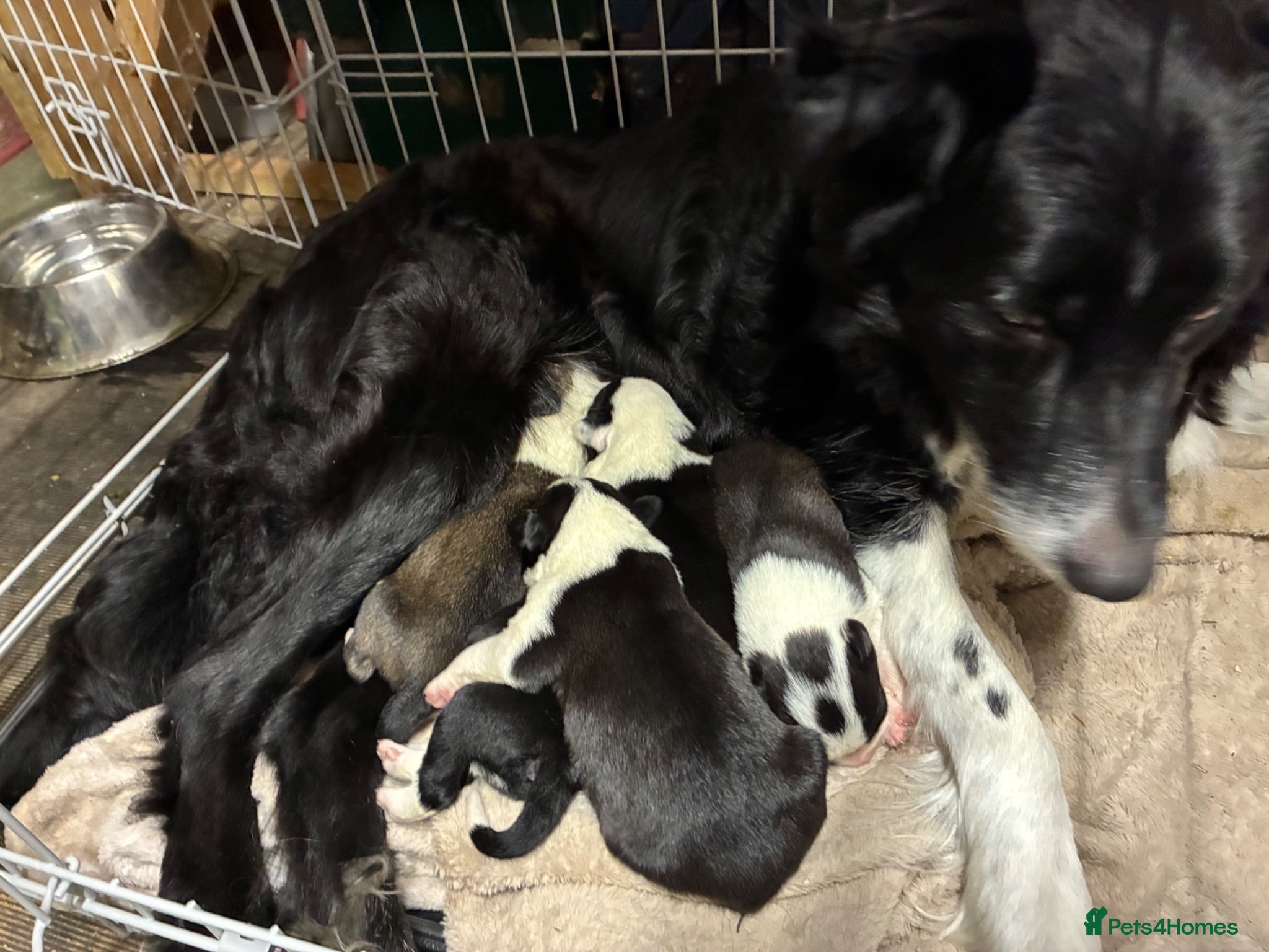 Mixed Breed dogs Puppy available  - Advert 1
